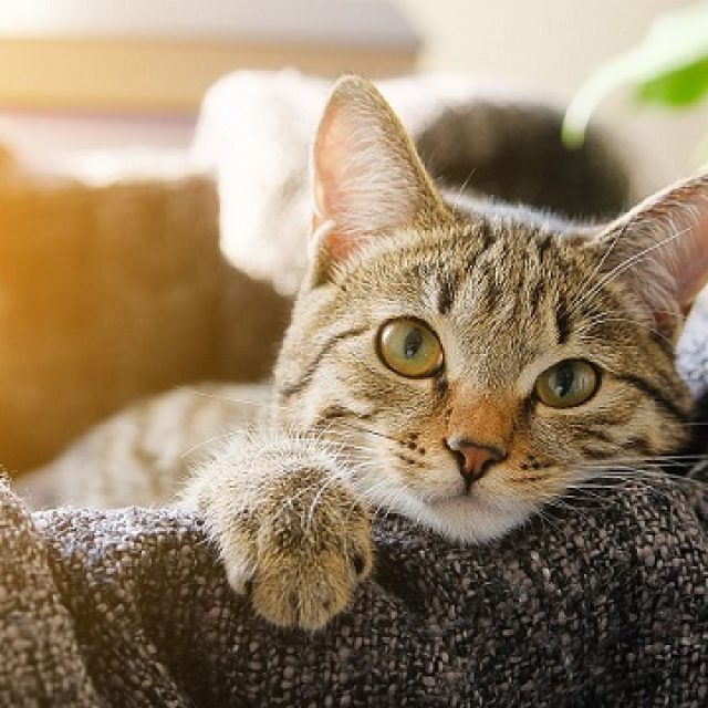 ارتجاع المريئ عند القطط وافضل الطرق العلاجية