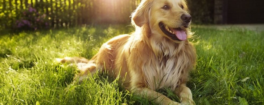 التهاب السحايا والنخاع عند الكلاب “مقال شامل”