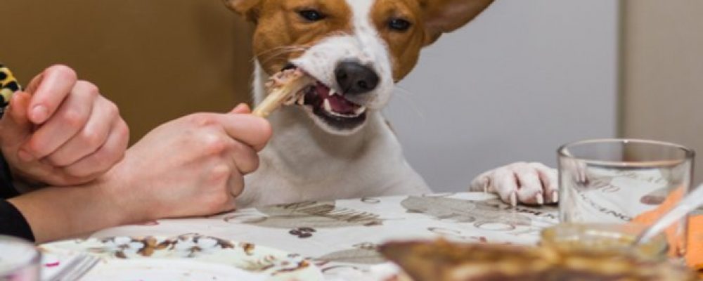 مخاطر تقديم البصل والثوم في طعام الكلاب