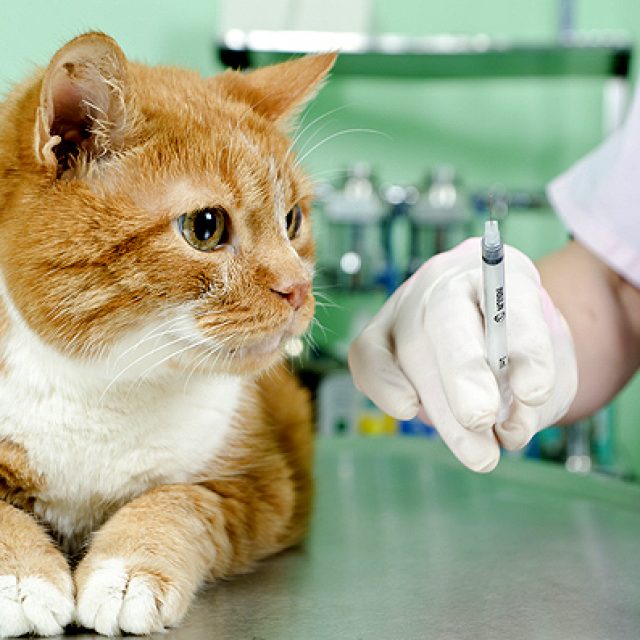 أضرار عدم تطعيم القطط وهل يمكن تأخير التطعيم ؟