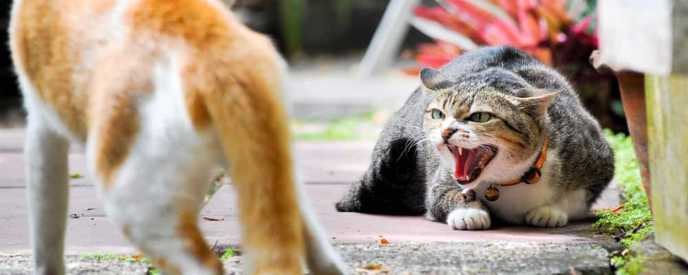 مقال شامل حول العدوانية عند القطط
