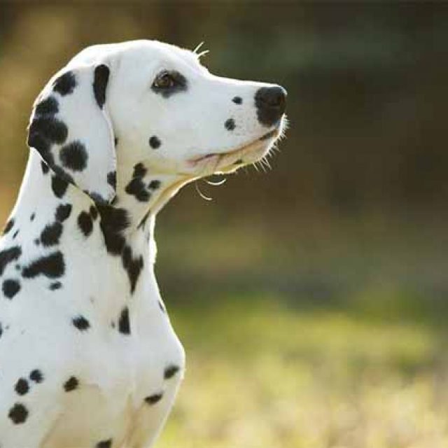 سلالة كلاب دلميشن الكلب الذي غزا السينما الامريكية