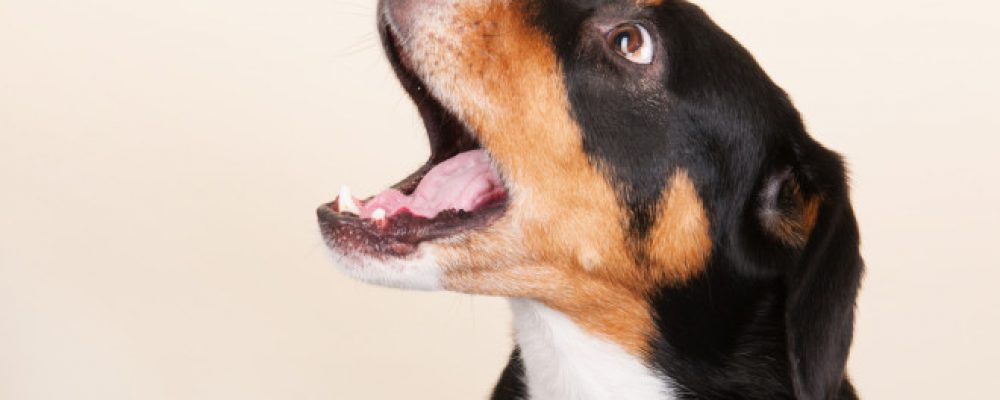 استخدام الاعشاب لتعزيز صحة البروستاتا عند الكلاب