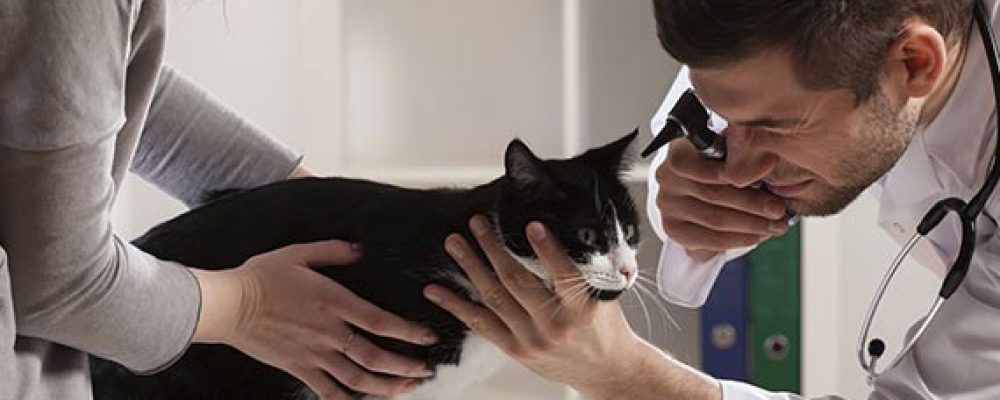 خمسة أمراض نادرة تصيب القطط.. هل قطتك مصابة بها ؟
