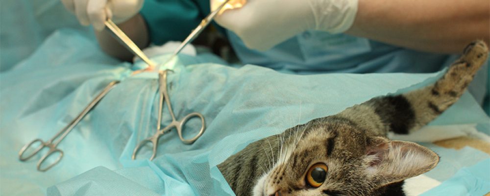 اجراءات الجراحة الاستكشافية لمشاكل الاعصاب الطرفية عند القطط
