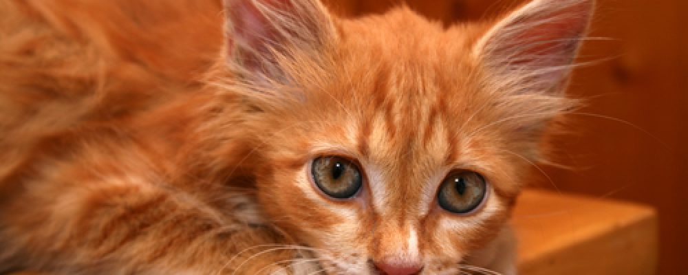 علاج الجرب عند القطط وأسبابه بالصور (ملف شامل)