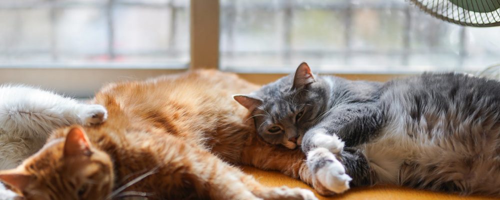 عدوى الامعاء البكتيرية عند القطط”تعرف على مدى خطورتها”