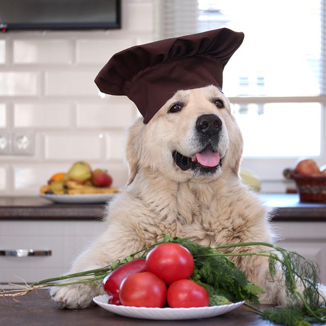 مقال شامل حول تسمم الطماطم فى الكلاب