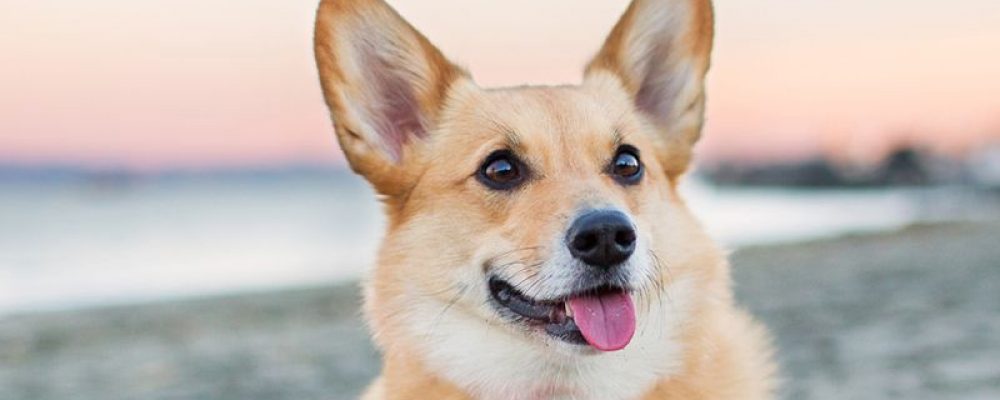 استئصال الغدة اللعابية عند الكلاب “تعرف على الدوافع”