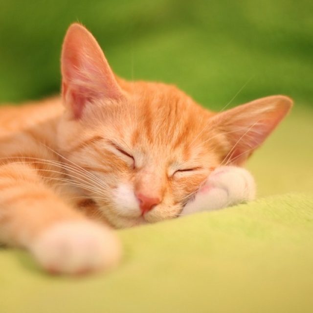 لماذا تنام القطط كثيرا ؟