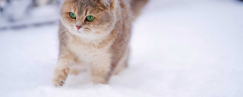 كيف تتكيف القطط مع الجو البارد ؟