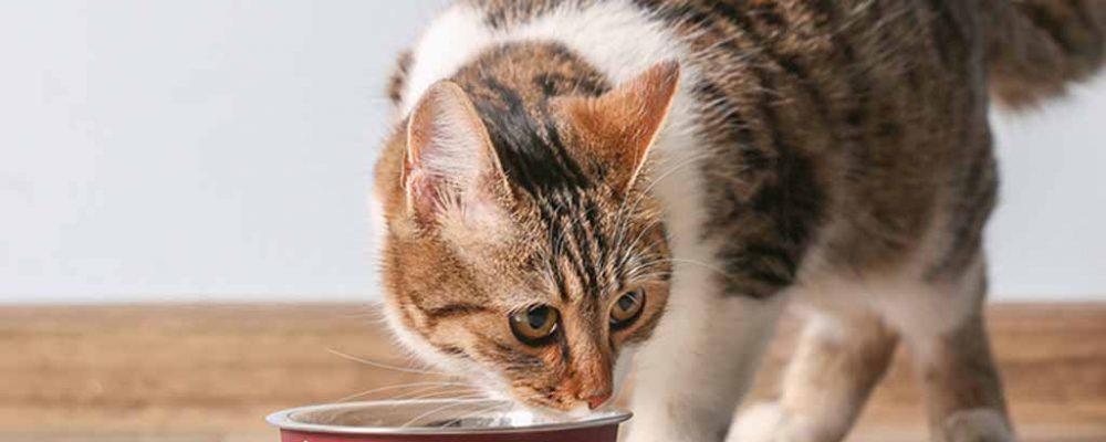طرق تغذية القطط التي تعاني من الامساك