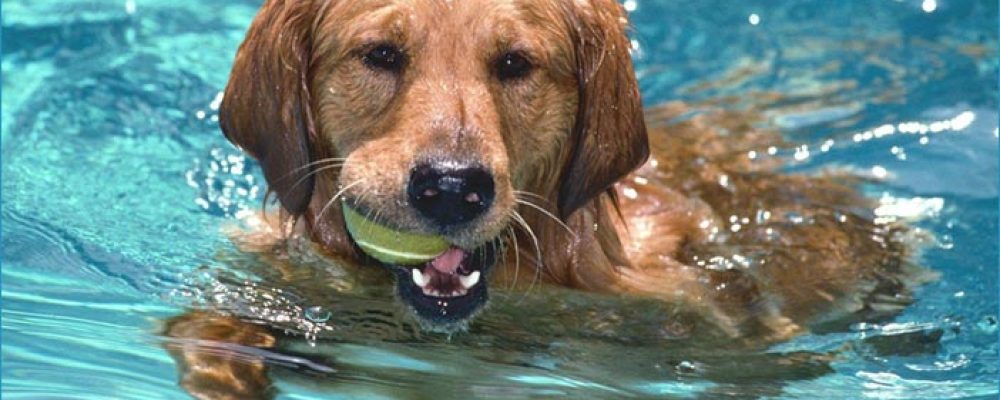 6 أمراض تنتقل إلى كلبك عن طريق المياه