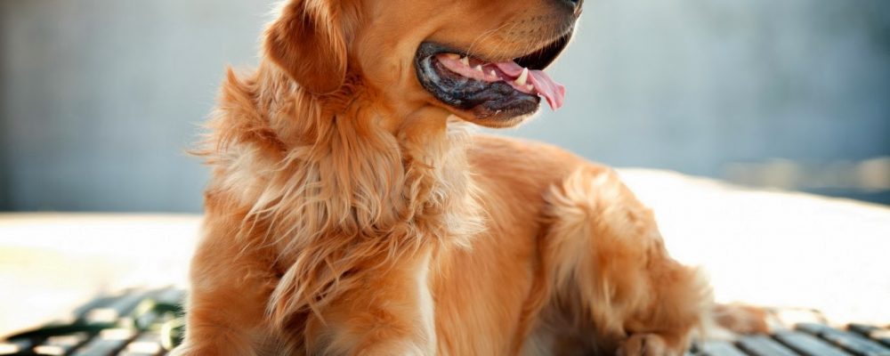 كلب جولدن ريتريفر : المواصفات والأمراض والسلوك وطرق التغذية