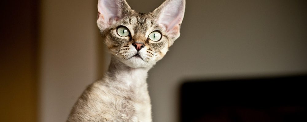 سلالة ديفون ريكس فى القطط “مقال شامل”
