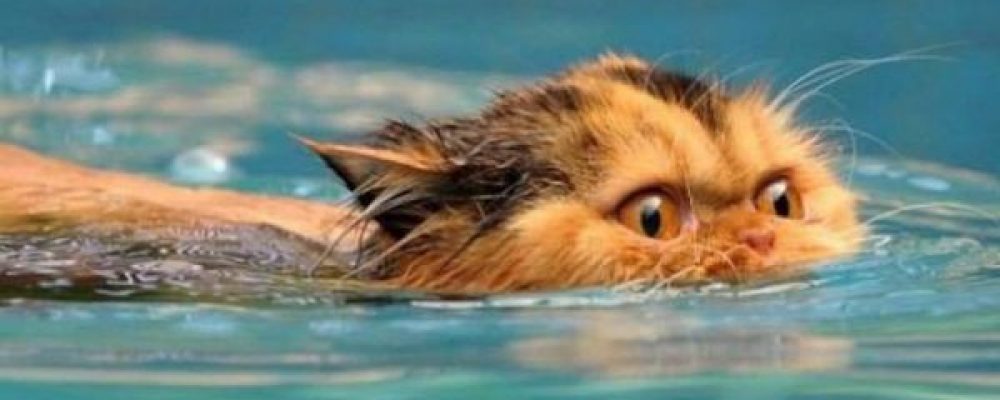 تعرف على سلالات القطط التي تحب اللعب بالماء