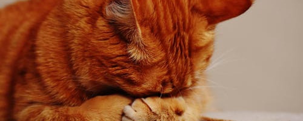 اضطرابات كيس الشرج عند القطط “معلومات شاملة”