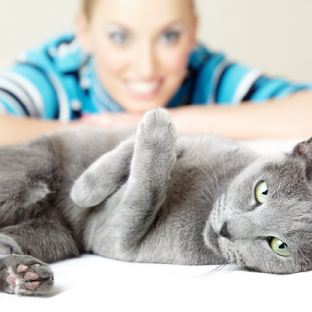 5 معلومات عن تربية القطط قبل الشراء