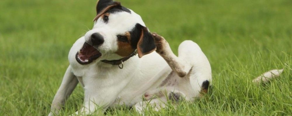5 وصفات طبيعية في علاج حساسية الجلد عند الكلاب