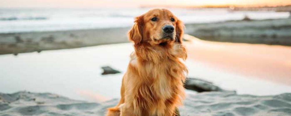 كيف يتم تصريف الاكياس والخراج عند الكلب ؟