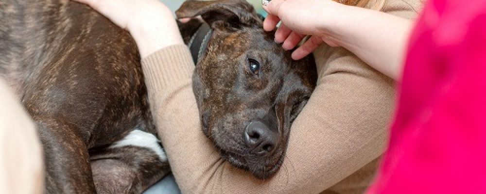 علاج نقص الانزيمات الهاضمة عند الكلاب