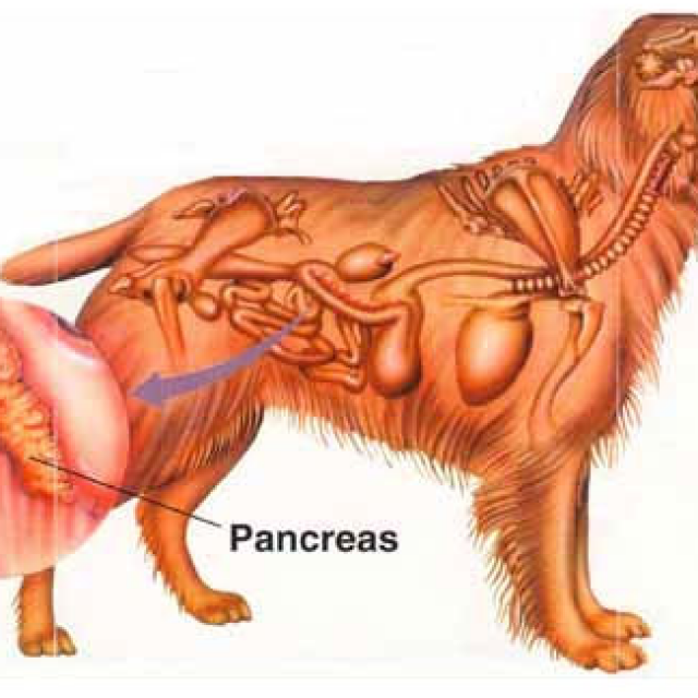 التهاب البنكرياس في الكلاب