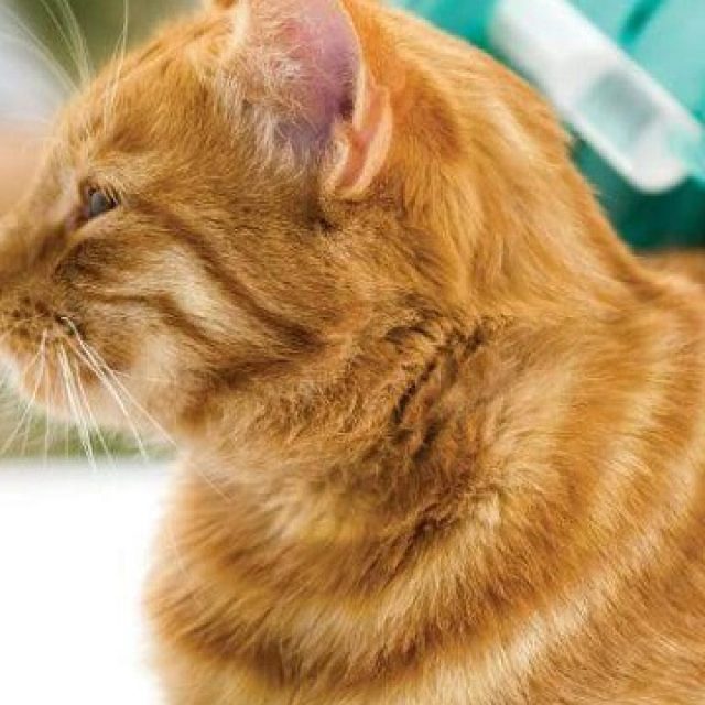 فشل التطعيم فى القطط “تفاصيل شاملة”