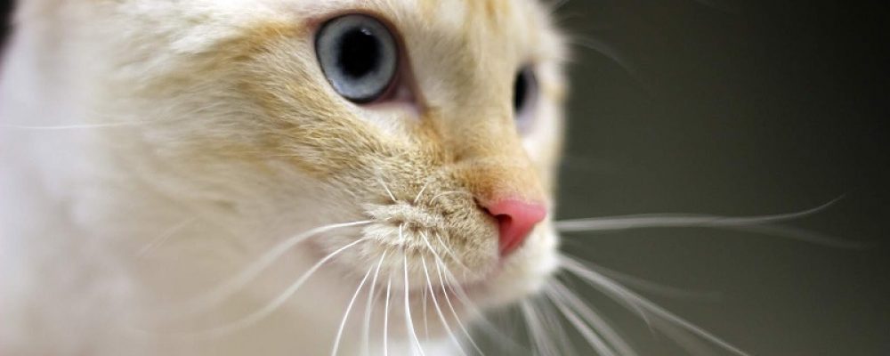 عدوى الدماغ عند القطط “ماذا تعرف عنها؟”