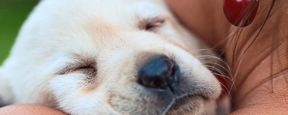 هزات الرأس مجهولة السبب عند الكلاب “مقال شامل”