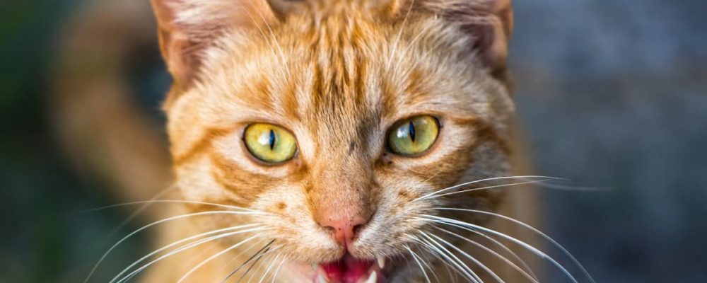 ماذا تعرف عن تمعدن الرئة عند القطط ؟