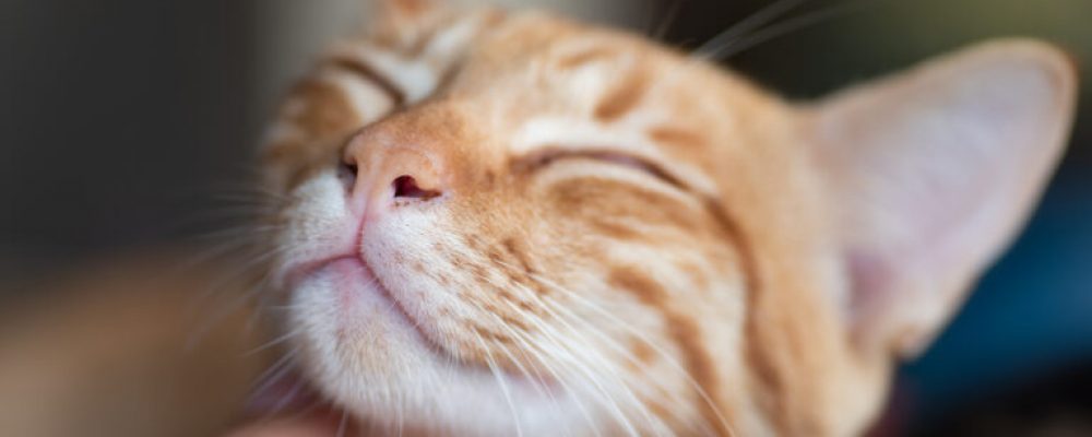 تأثير عدوى القمل عند القطط
