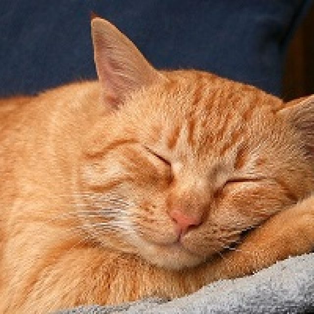 علاج التهابات المهبل عند القطط