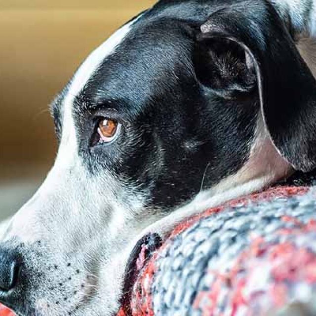 علاج القئ عند الكلاب .. مشكلة خطيرة وعلاج بسيط