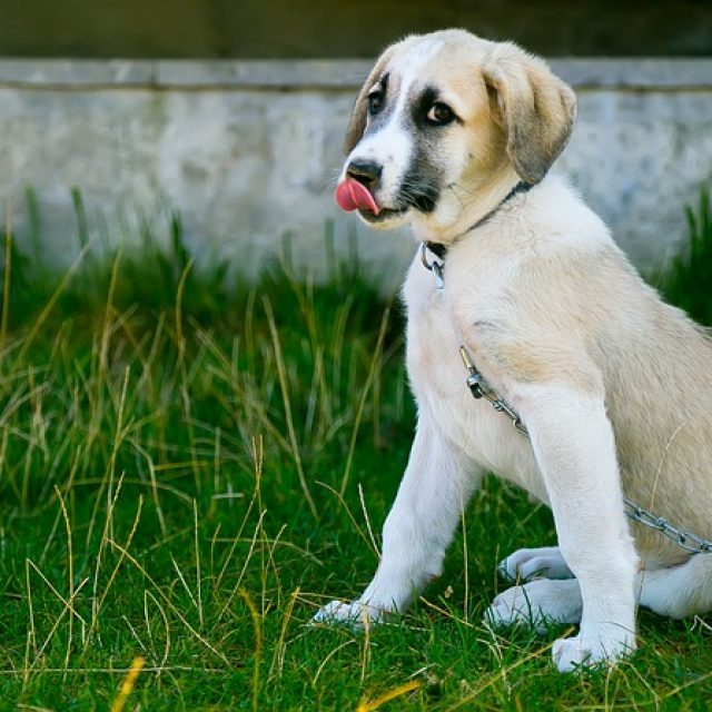 خطوات التشخيص الطبى لسرطان الحلق عند الكلاب