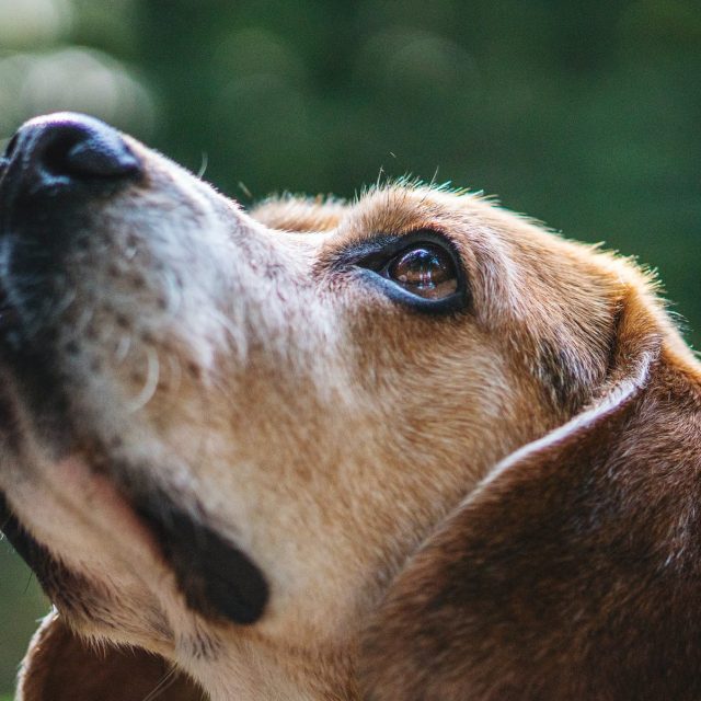 هل تتمكن الكلاب من الكشف عن سرطان الرئة عند البشر ؟