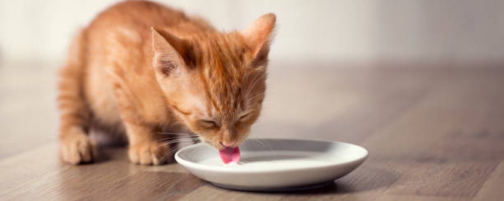 حساسية اللاكتوز عند القطط .. اهم 3 معلومات
