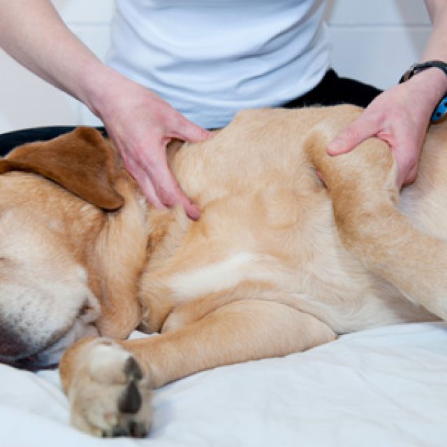 أعراض نقص المنجنيز عند الكلاب وتأثيره على نمو العظام