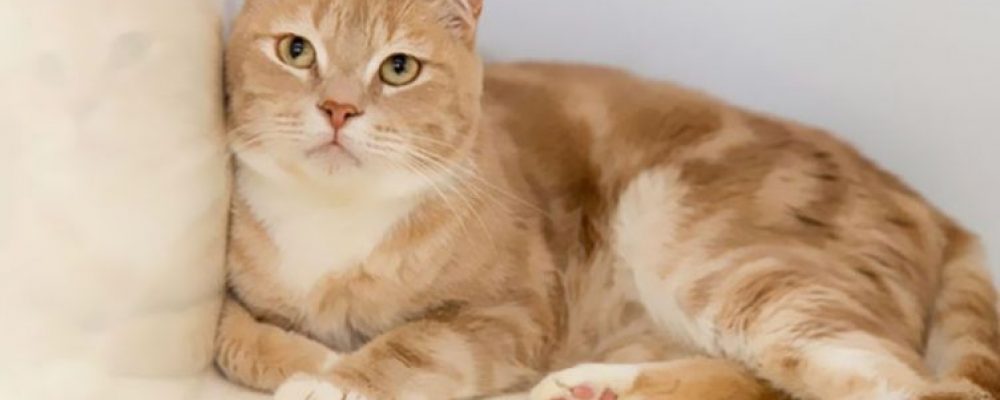 عملية تصحيح اوضاع الامعاء عند القطط “Enteroplication”