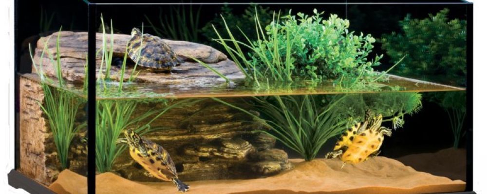 نصائح تربية السلاحف البرمائية في البيت