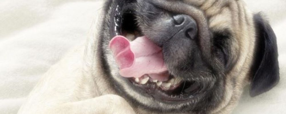 علاج تشوهات الفك عند الكلاب جراحيا