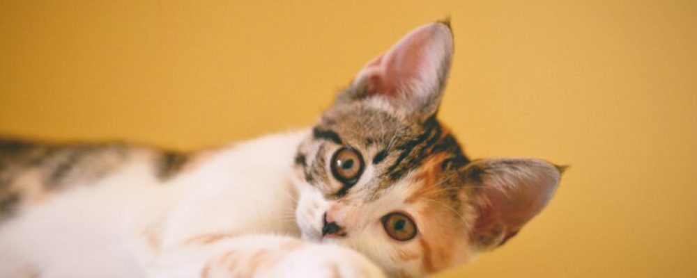 هل تصاب القطط بالديسك مثل البشر ؟