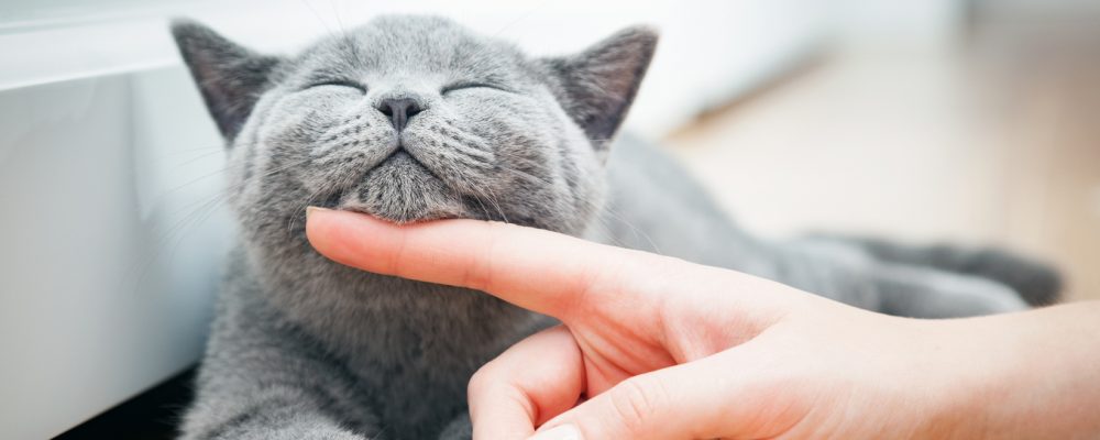 لماذا تصدر القطط أصوات غريبه ؟ قرقرة القطط وأسبابها