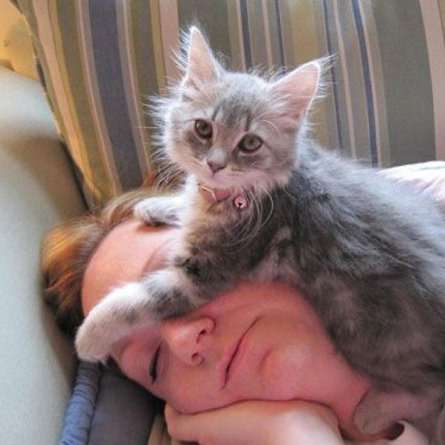 حقائق عن سلوكيات القطط : لماذا تنام القطة على رأسي ؟