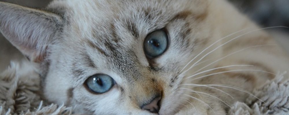 مقال شامل حول الروتا فيروس عند القطط