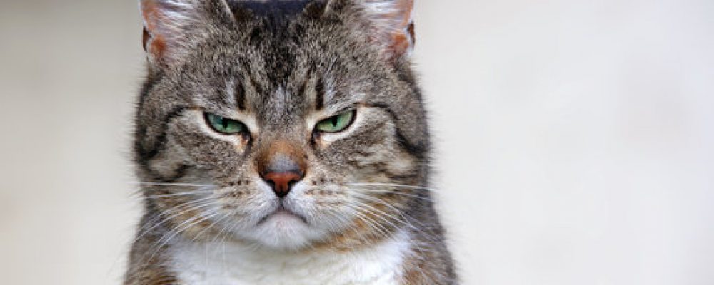 تأثير متلازمة هورنر عند القطط على العيون