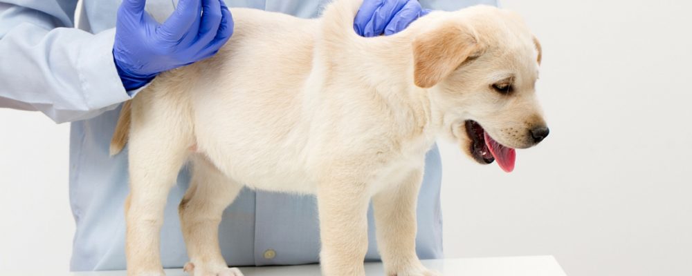 7 معلومات يجب أن تعرفها قبل تطعيم الكلاب