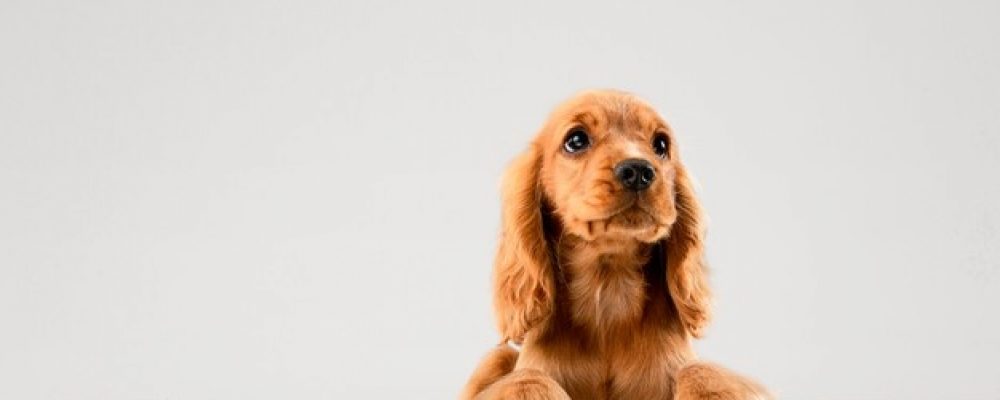 الفتق الاربى عند الكلاب .. ما هو وكيف يمكن علاجه؟