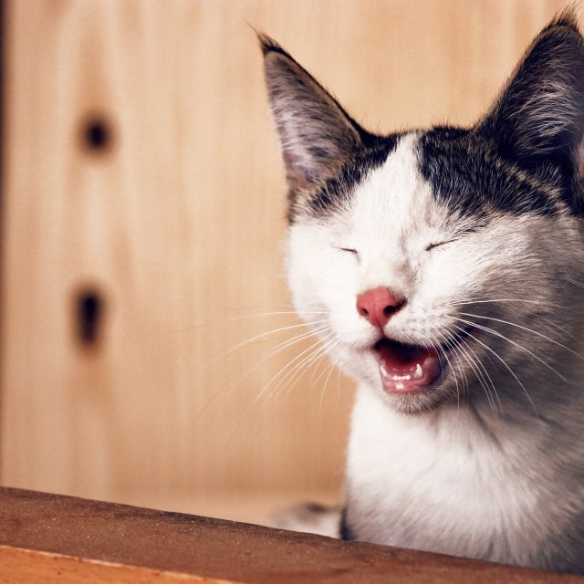 حساسية الاسنان عند القطط وكيفية الوقاية منها