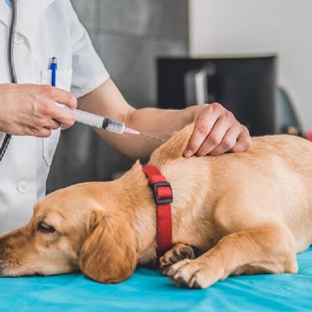 حساسية التطعيمات عند الكلاب