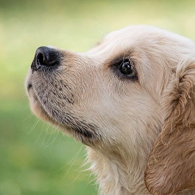ماذا تعرف عن مرض الدهليز عند الكلاب ؟